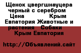 Щенок цвергшнауцера черный с серебром › Цена ­ 20 000 - Крым, Евпатория Животные и растения » Собаки   . Крым,Евпатория